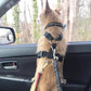 🐕🔒 Ceintures de sécurité pour chiens – Sécurité et confort en voiture